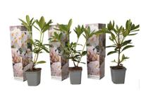 Rhododendron 'Cunningham White' - set van 3 - thumbnail