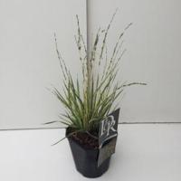Bont pijpenstrootje (Molinia caerulea "Variegata") siergras - thumbnail