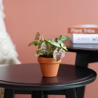 Mini Syngonium Neon Robusta - Aronskelk - P6 - thumbnail