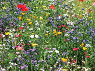 Bloemenveld 70x50cm Tuinschilderij Customize-it - Customize it