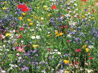 Bloemenveld 70x50cm Tuinschilderij Customize-it - Customize it - thumbnail