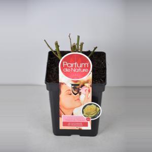 Grootbloemige roos Parfum de Nature (rosa "Diamonds Forever"®) - C3 - 1 stuks