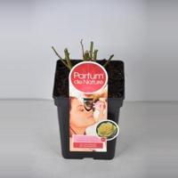 Grootbloemige roos Parfum de Nature (rosa "Diamonds Forever"®) - C3 - 1 stuks - thumbnail