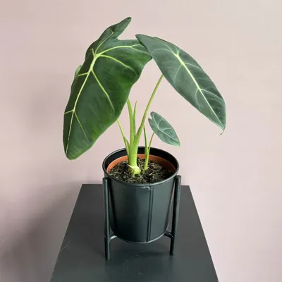 Alocasia Micholitziana - Frydek - P12