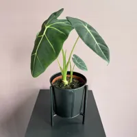 Alocasia Micholitziana - Frydek - P12 - thumbnail