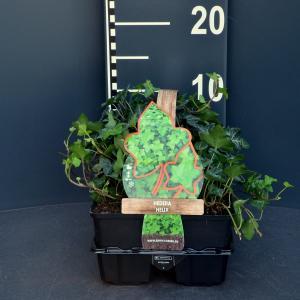 Klimop (hedera helix) bodembedekker - 6-pack - 1 stuks Klimop (hedera helix) bodembedekker - 6-pack - 1 stuks