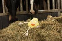 Excellent Horse Foodie Friends Pear - thumbnail