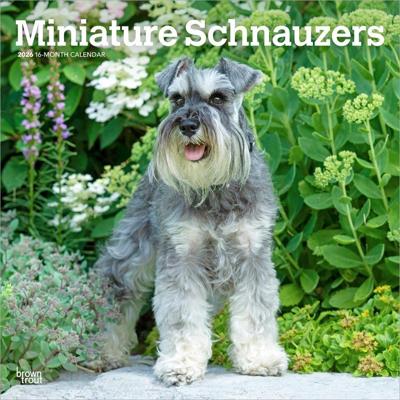 Miniatuur Schnauzer Kalender 2026 Miniatuur Schnauzer Kalender 2026