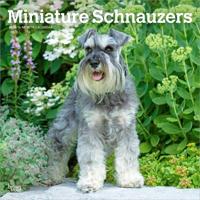 Miniatuur Schnauzer Kalender 2026 - thumbnail