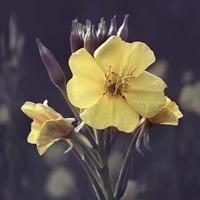 Evening Primrose Oog & Lip Contour - thumbnail