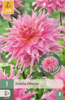 Dahlia Omega - thumbnail