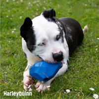 Battersea voerbal hart rubber blauw - thumbnail