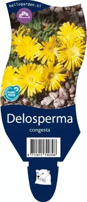 Delosperma congesta vaste plant Griffioen - Griffioen