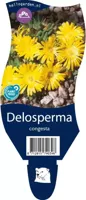 Delosperma congesta vaste plant Griffioen - Griffioen - thumbnail
