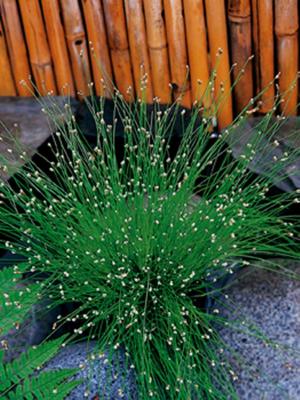 2 stuks! Scirpus cernuus potmaat P11 Naaldgras Moerings - Moerings 2 stuks! Scirpus cernuus potmaat P11 Naaldgras Moerings - Moerings