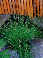 2 stuks! Scirpus cernuus potmaat P11 Naaldgras Moerings - Moerings - thumbnail