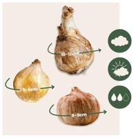 Jub Tas shade garden 50st - thumbnail