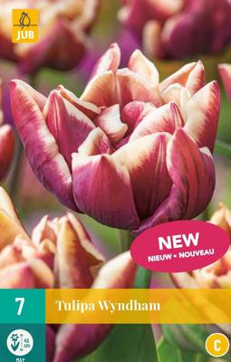Tulp Wyndham 7 bollen Tulp Wyndham 7 bollen