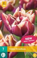 Tulp Wyndham 7 bollen - thumbnail