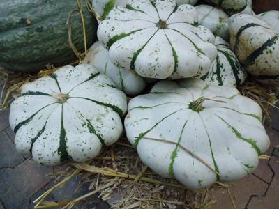 Pattison Pompoen Cucurbita Warentuin Natuurlijk - Warentuin natuurlijk