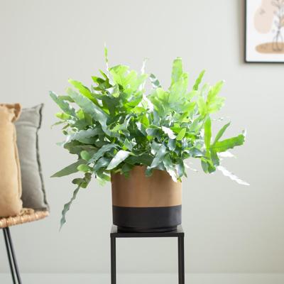 Blauwvaren (Phlebodium) - P17 Blauwvaren (Phlebodium) - P17