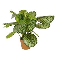 Calathea rotundifolia 70 cm kunstbloem zijde nepbloem Buitengewoon de Boet - Buitengewoon de boet - thumbnail