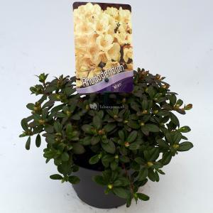 Dwerg rododendron (Rhododendron "Wren") heester - 20-25 cm - 1 stuks Dwerg rododendron (Rhododendron "Wren") heester - 20-25 cm - 1 stuks