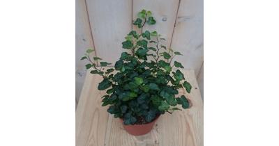 3 stuks! Hedera klimop groen Warentuin Natuurlijk - Warentuin natuurlijk