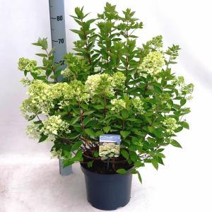 Hydrangea Paniculata "Bombshell"® pluimhortensia - 35-40 cm - 1 stuks Hydrangea Paniculata "Bombshell"® pluimhortensia - 35-40 cm - 1 stuks