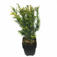 Taxus media hicksii 50-60 cm Conifeer Venijnboom Warentuin Natuurlijk - Warentuin natuurlijk - thumbnail