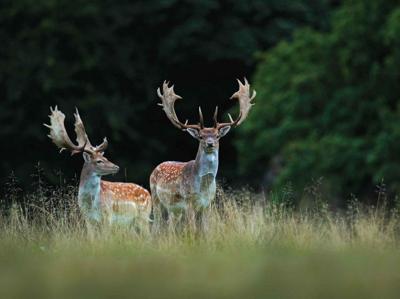 Herten met gewei 70x50cm Tuinschilderij Customize-it - Customize it