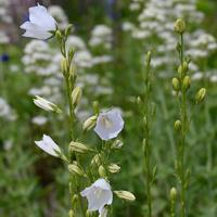 Campanula pers. Alba vaste plant Griffioen - Griffioen - thumbnail