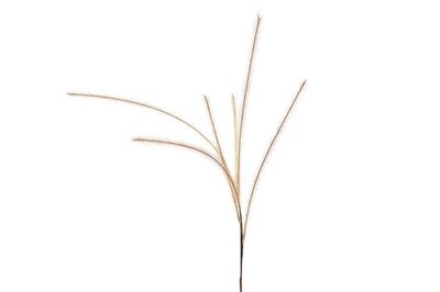 Countryfield kunsttak met 6 pluimen lichtbruin 112 cm | 24 stuks