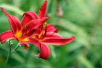 Daglelie - thumbnail