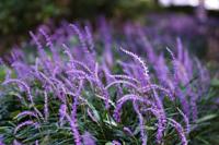 Leliegras - thumbnail