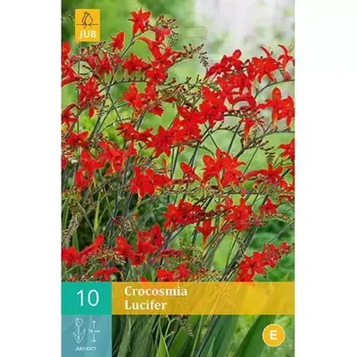 Crocosmia lucifer 10st bloembol zomer JUB - Jub