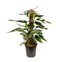 Drakenklimop - Epipremnum Pinnatum 'Marble Queen' 60cm - thumbnail