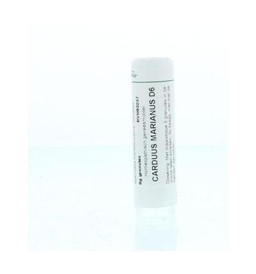 Carduus marianus D6