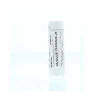 Carduus marianus D6 - thumbnail