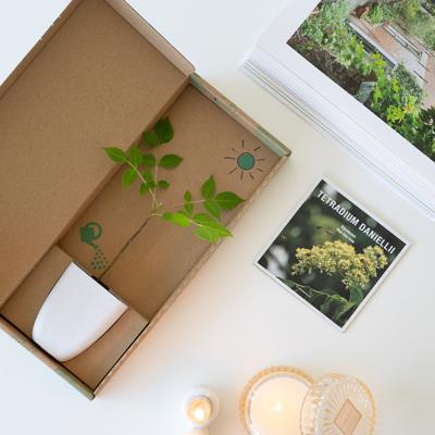 Bijenboom - Brievenbusboompje