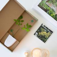 Bijenboom - Brievenbusboompje - thumbnail