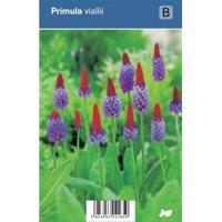 V.I.P.S. Primula vialii - orchideeprimula p9 - thumbnail