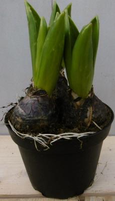 3 stuks! Bolletjes Hyacint blauw in potje Voorjaarsbollen Warentuin Natuurlijk - Warentuin natuurlijk
