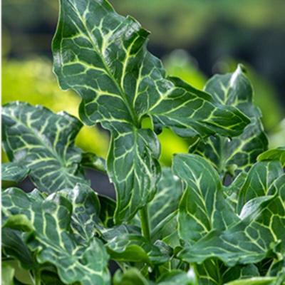 Italiaanse aronskelk (Arum Italicum) moerasplant (6-stuks)