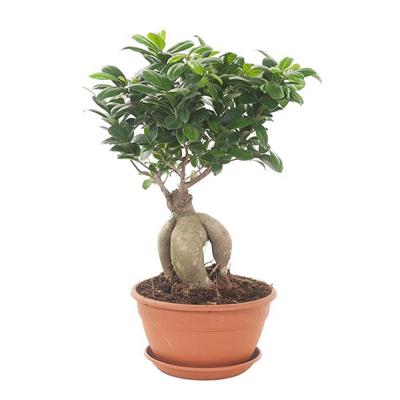 Ficus Microcarpa 'Ginseng' (met schotel) P 20 cm