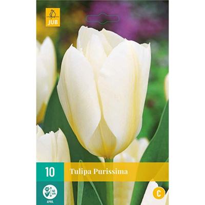 Tulipa Purissima bloembollen 10 bollen Tulp JUB - Jub