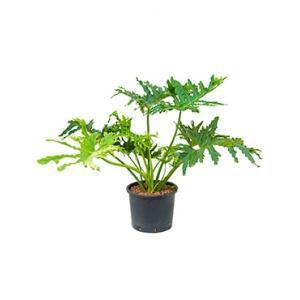 Philodendron selloum L hydrocultuur plant