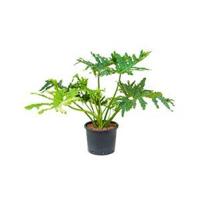 Philodendron selloum L hydrocultuur plant - thumbnail