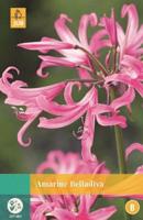 Amarine Belladiva roze 1 bloembol JUB - Jub - thumbnail