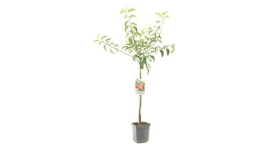 Appelboom Malus dom. Rode Boskoop laagstam